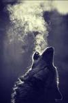 Аватар для wolfpack