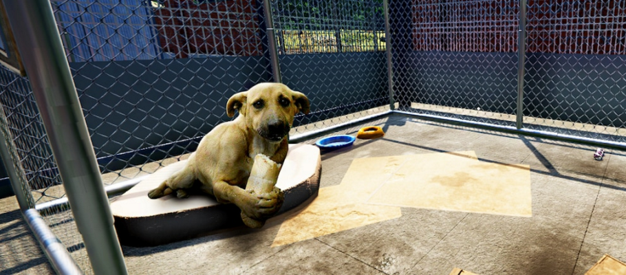 Релиз симулятора приюта для животных Animal Shelter Simulator для Xbox запланирован на 25 ноября